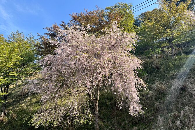 Historic and Natural Guided Hike in Yoshino - Participant Requirements