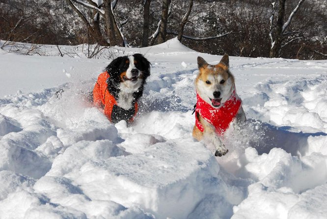 Snowshoe Tour - Key Takeaways