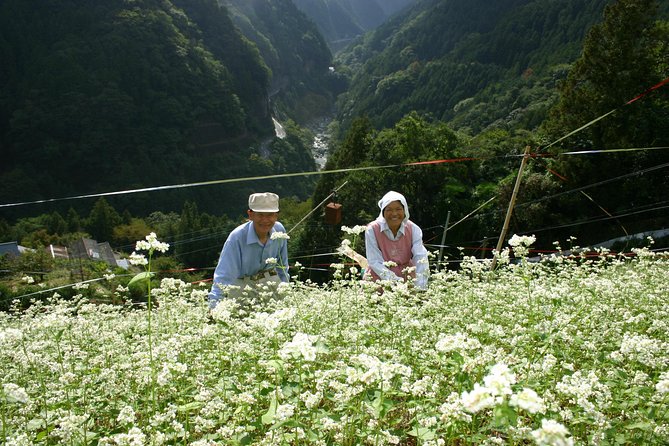 World Agricultural Heritage BROMPTON Slow Cycling Tour - Price & Booking