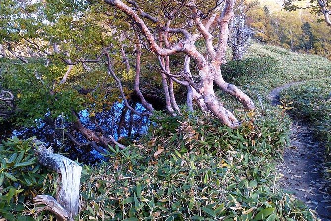 Shiratani-Unsuikyo Trekking Tour in Yakushima Island - Price and Booking