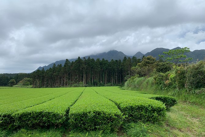 Discovery of Yakushima - Local Cuisine and Dining Experiences