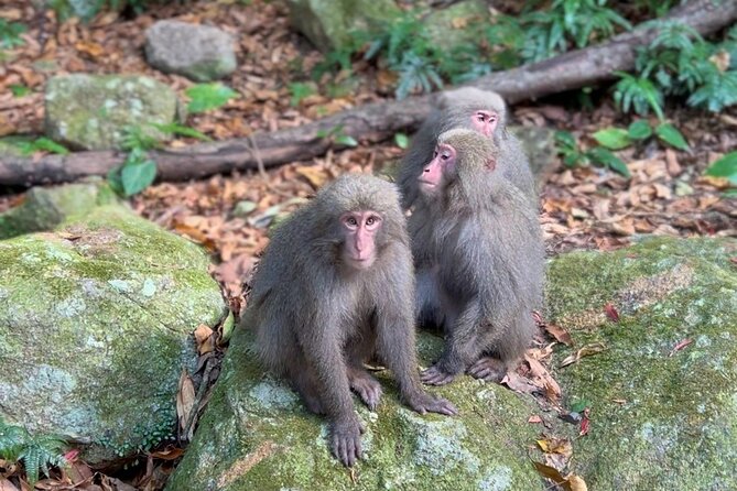 4 Hour Guided Cycling Experience in Yakushima - Meeting and Pickup Details