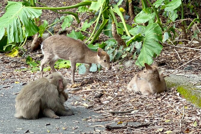 4 Hour Guided Cycling Experience in Yakushima - Reservation and Cancellation Policy