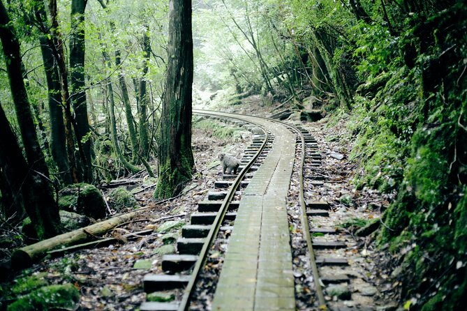 Yakushima Private Island Sights Tour With English Speaking Guide - Tour Timing and Details