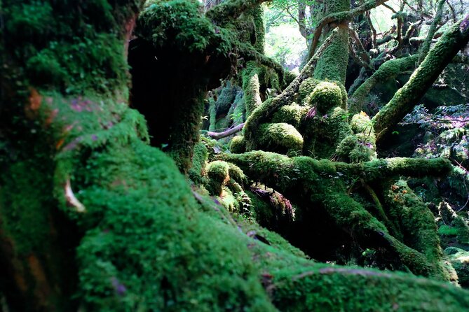 Yakushima Private Island Sights Tour With English Speaking Guide - Conclusion