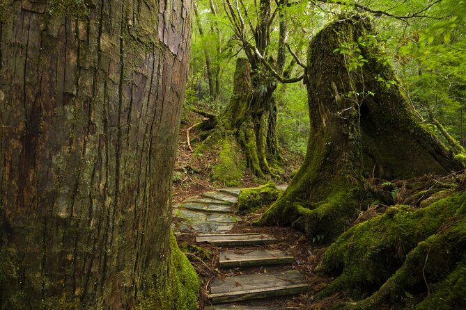 Half Day Walking Tour in Yakusugi Land - Equipment Needed