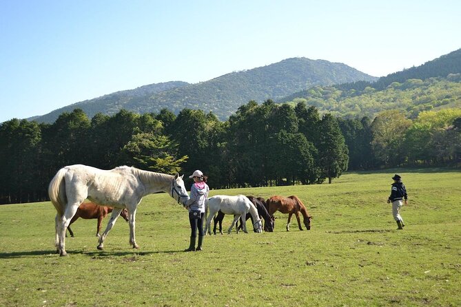 Pasture Hike With Horse Whisperer at Horse Trust in Kagoshima - Inclusions and Meeting Point