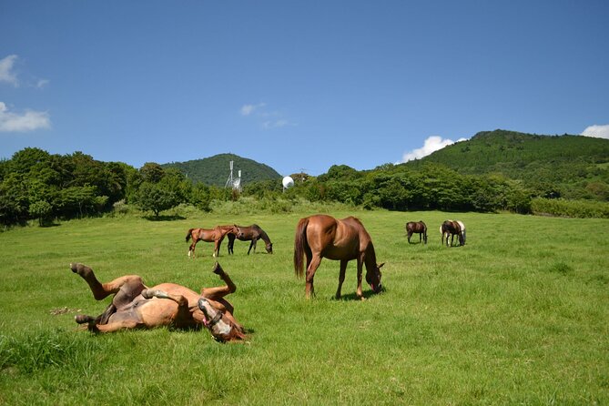 Pasture Hike With Horse Whisperer at Horse Trust in Kagoshima - End Point and Additional Info