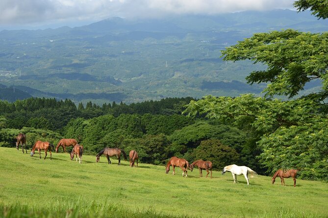 Pasture Hike With Horse Whisperer at Horse Trust in Kagoshima - Cancellation Policy and Price