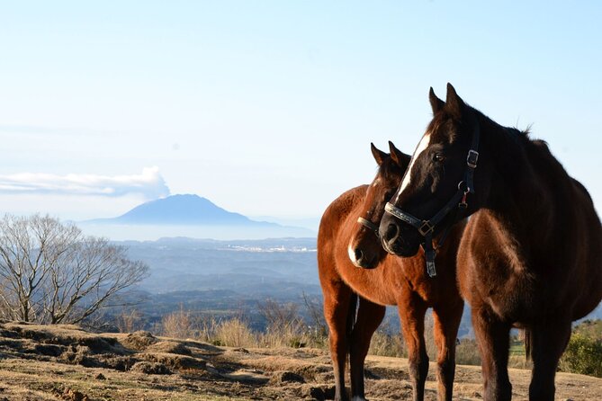 Pasture Hike With Horse Whisperer at Horse Trust in Kagoshima - Frequently Asked Questions