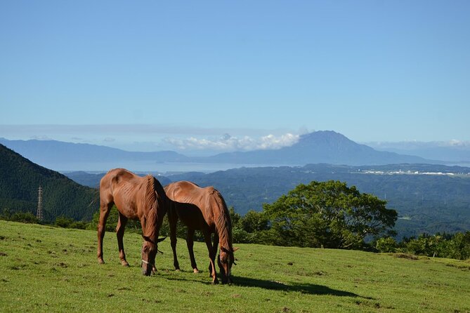 Pasture Hike With Horse Whisperer at Horse Trust in Kagoshima - Lowest Price Guarantee Details