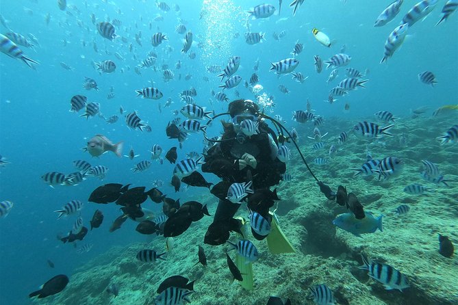 Blue Cave Experience Diving! [Okinawa Prefecture] Feeding & Photo Image Free! English, Chinese Guide Available! 1 Group With a Dedicated Instructor - Suitable for All Divers