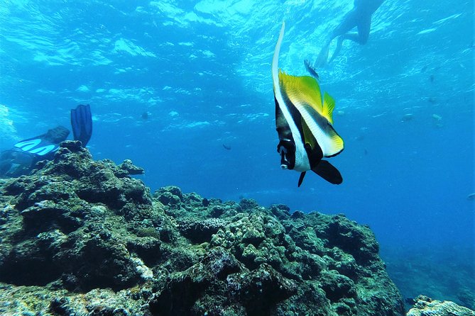 Blue Cave Experience Diving! [Okinawa Prefecture] Feeding & Photo Image Free! English, Chinese Guide Available! 1 Group With a Dedicated Instructor - English & Chinese Guides Available