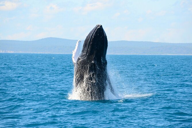 [Limited Time] From Onna Village (Maeda Fishing Port)! Whale Watching｜Completely Reserved Boat Charter Plan (4 Hour Course) - Key Takeaways