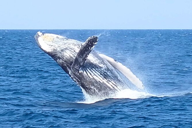 [Limited Time] From Onna Village (Maeda Fishing Port)! Whale Watching｜Completely Reserved Boat Charter Plan (4 Hour Course) - Conclusion