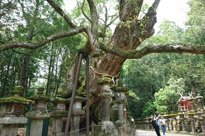 Relax in Nara: Deer Park, Todai-ji Temple and Merchants Town - Conclusion