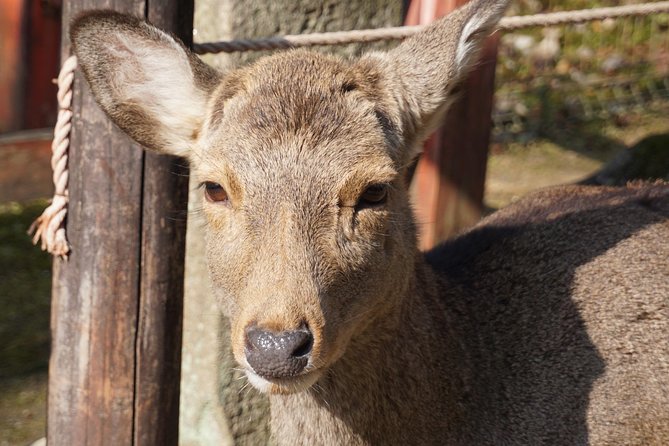 Nara Todaiji Lazy Bird Tour - Whats Included