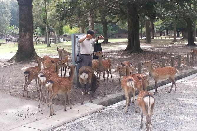 Nara Todaiji Lazy Bird Tour - Cancellation Policy