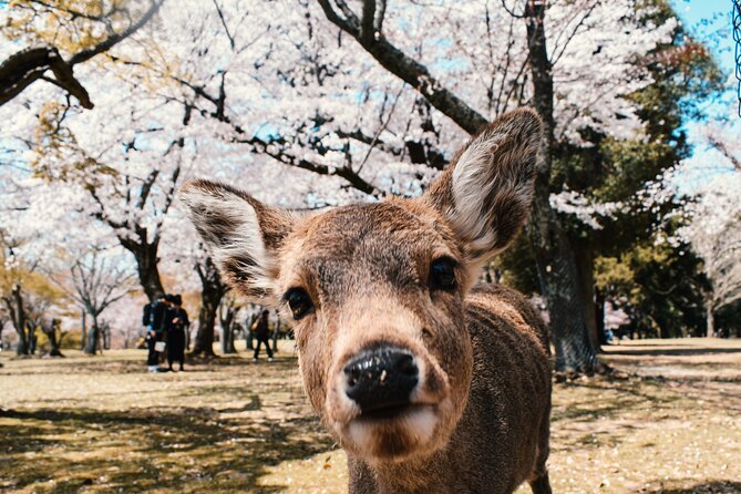 Eigo Tour - Walk in Nara City - Cancellation Policy