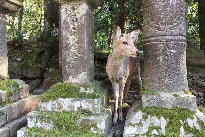 Half-Day Private Guided Tour to Nara City - Key Takeaways