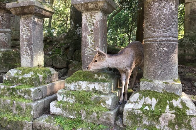 Half-Day Private Guided Tour to Nara City - What To Expect