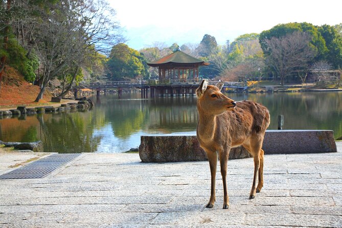 Private Journey in Nara's Historical Wonder - Recommended Stops