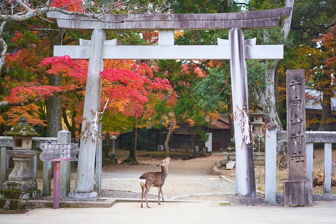 Nara Custom Half Day Tour - Meeting and Pickup Information