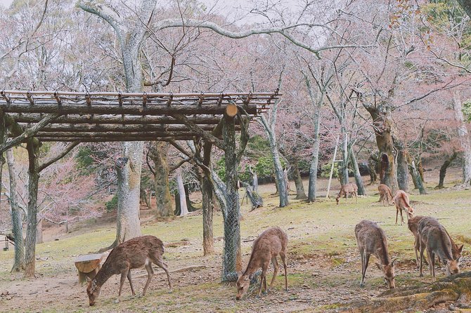 Nara Custom Full Day Tour - Cancellation Policy and Procedures