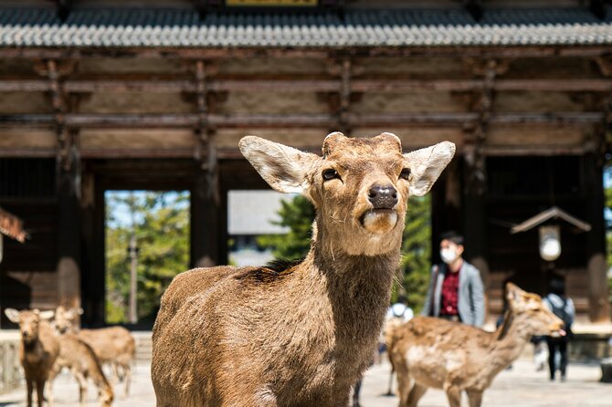 Nara Heritage Walkabout From Nara Park to Todaji Temple - Key Takeaways