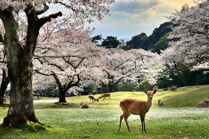 1 Hour Private Photoshoot in Nara - Cancellation Policy