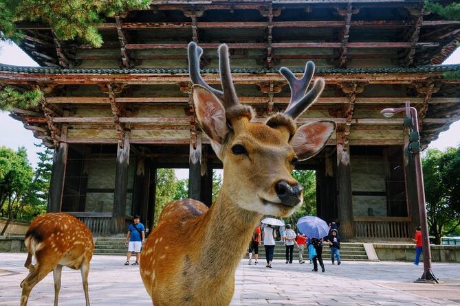 Guided Tour of Todai-ji and Nara Park (Guide in Spanish) - Meeting Point Directions