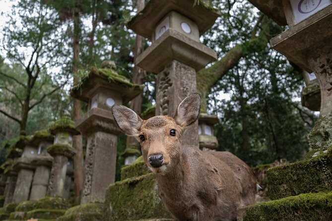 Guided Tour of Todai-ji and Nara Park (Guide in Spanish) - Conclusion