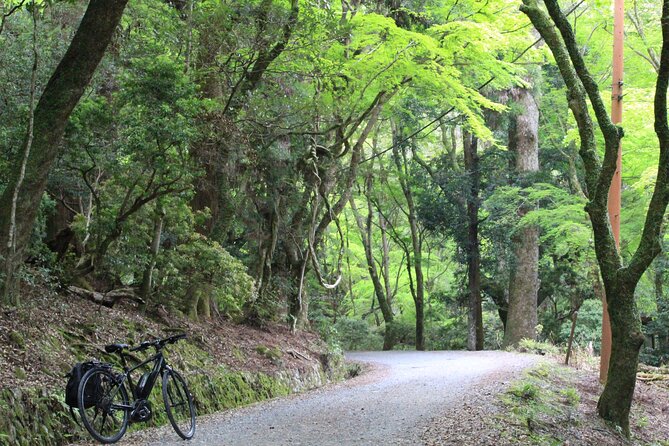 E-Bike Eco Chic Tour Explore 1100 Year Old Primeval Forest - Key Takeaways