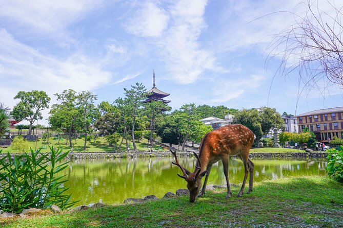 Nara Half Day Trip Walking Tour - Customer Reviews