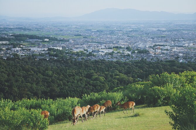 Nara Like a Local: Customized Private Tour - Tips for Making the Most of Your Tour