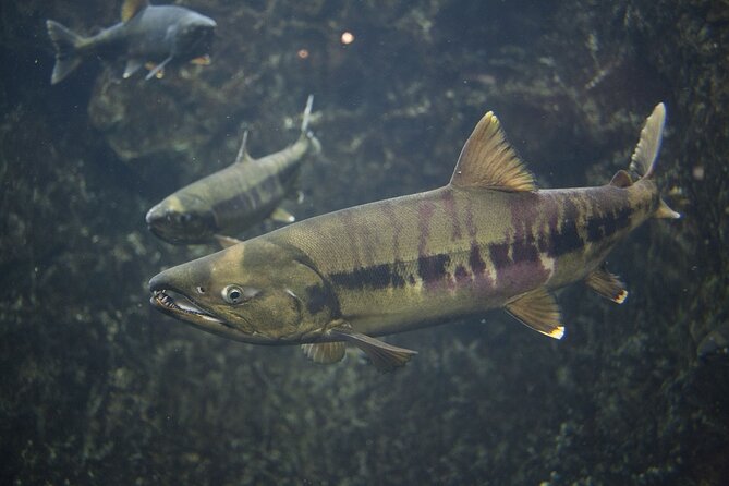 Chitose River Upstream Viewing Tour to Experience Salmon Culture - Tour Safety Tips