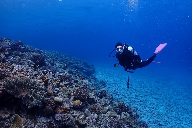 Boat Fundive 2Dives at Minna Isl or Sesoko , Okinawa - Key Takeaways