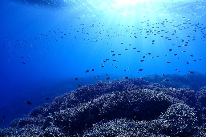 Boat Fundive 2Dives at Minna Isl or Sesoko , Okinawa - Meeting Point Details