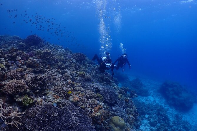 Boat Fundive 2Dives at Minna Isl or Sesoko , Okinawa - Pricing and Reviews