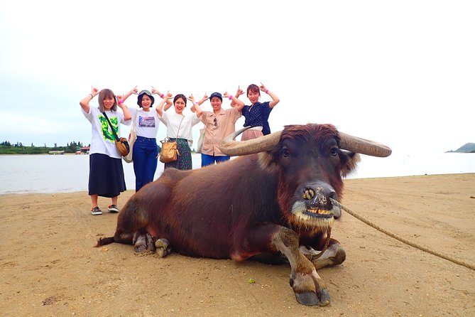 [Iriomote]Sup/Canoe Tour + Sightseeing in Yubujima Island - Pricing Information