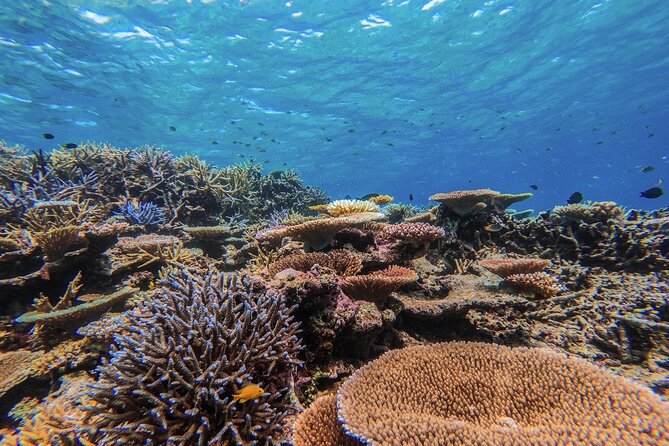 [Okinawa Iriomote] Snorkeling Tour at Coral Island - Included Equipment