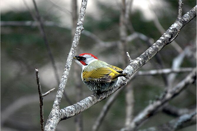 Private Morning Hike Around Nikko Toshogu Shrine - Witness Stunning Views of Nikko