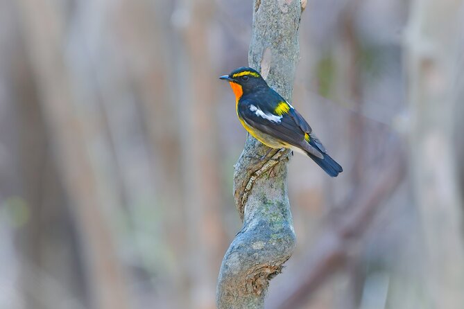 Bird Watching in the Nature Around Nikko Toshogu Shrine - Ideal Bird Watching Season