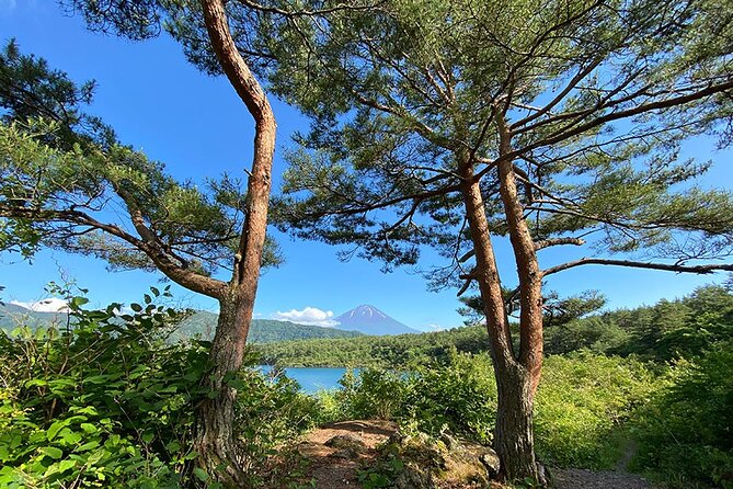 Aokigahara Nature Conservation Full-Day Hiking Tour - Price and Booking Information