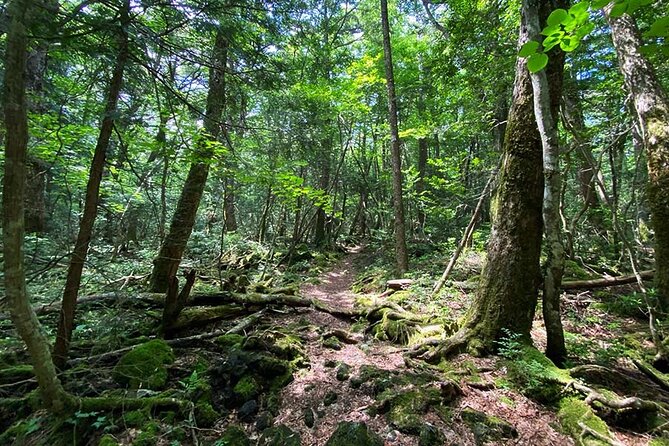 Aokigahara Nature Conservation Full-Day Hiking Tour - Frequently Asked Questions