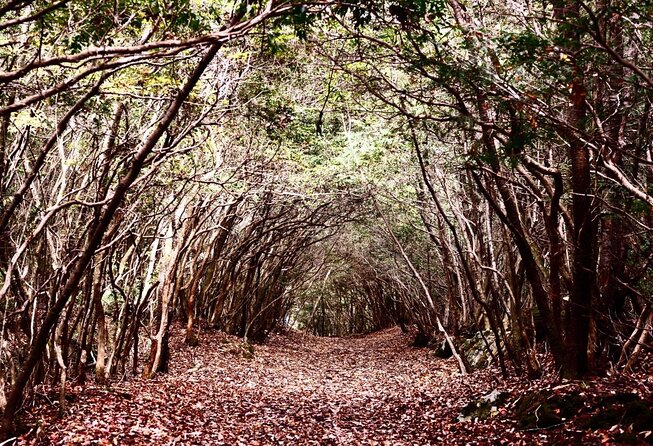 Explore Mt. Fuji Ice Cave in Aokigahara Forest - Just The Basics