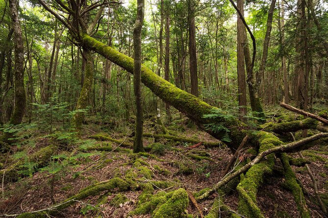 Mt. Fuji Aokigahara Jukai Forest Private Tour With Licensed Guide