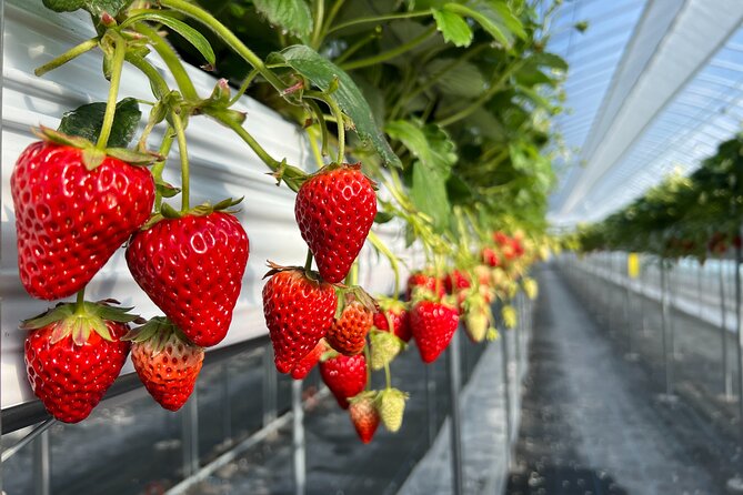 All You Can Eat Strawberry Picking in Izumisano Osaka - Key Takeaways