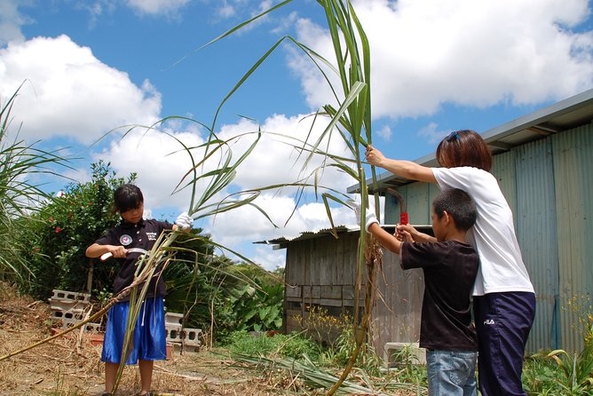 Sugarcane Cutting Experience With Okinawas Grandfather - Interaction With Farm Animals