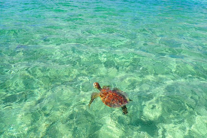 [Okinawa Miyako] SUP / Canoe + Sea Turtle Snorkeling !! (Half-Day Course) - Whats Included